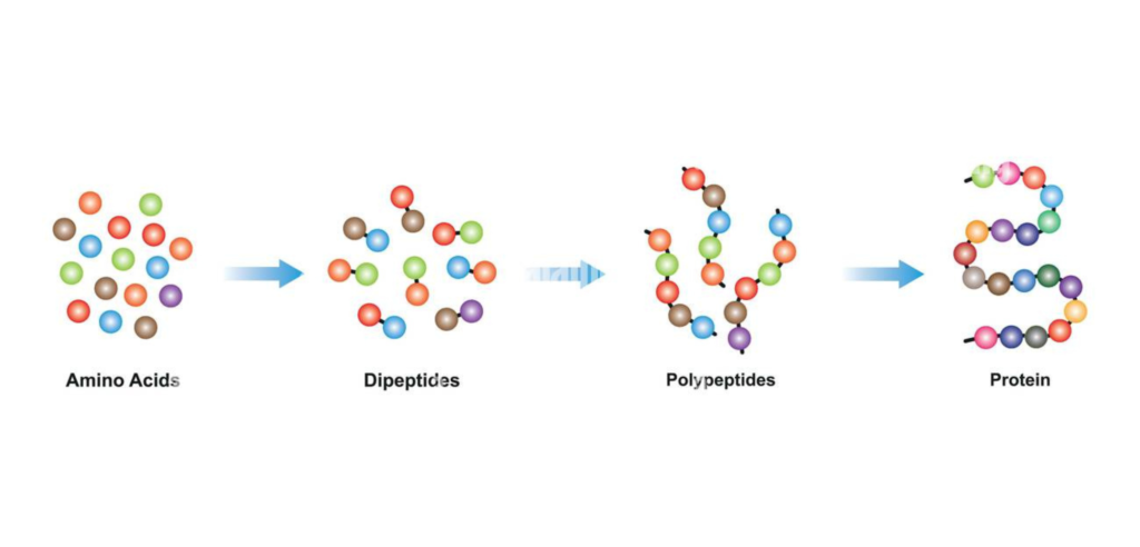 Peptidi: Le Molecole che Porteranno l'essere Umano nel Futuro