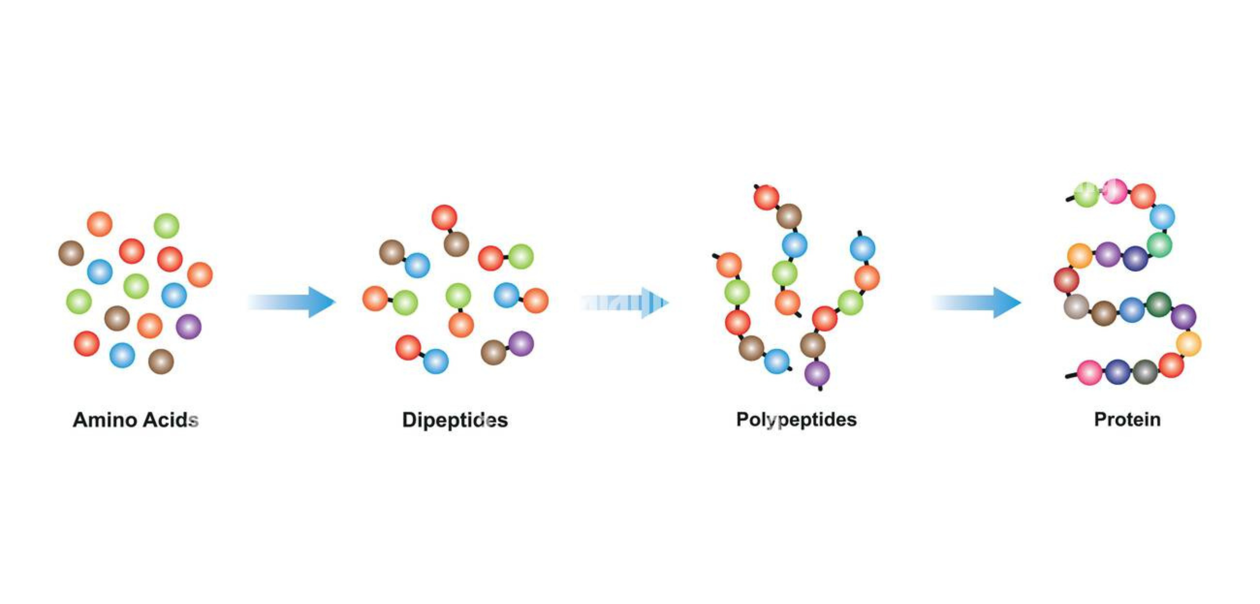 Are peptides the molecules that will lead us into the future?