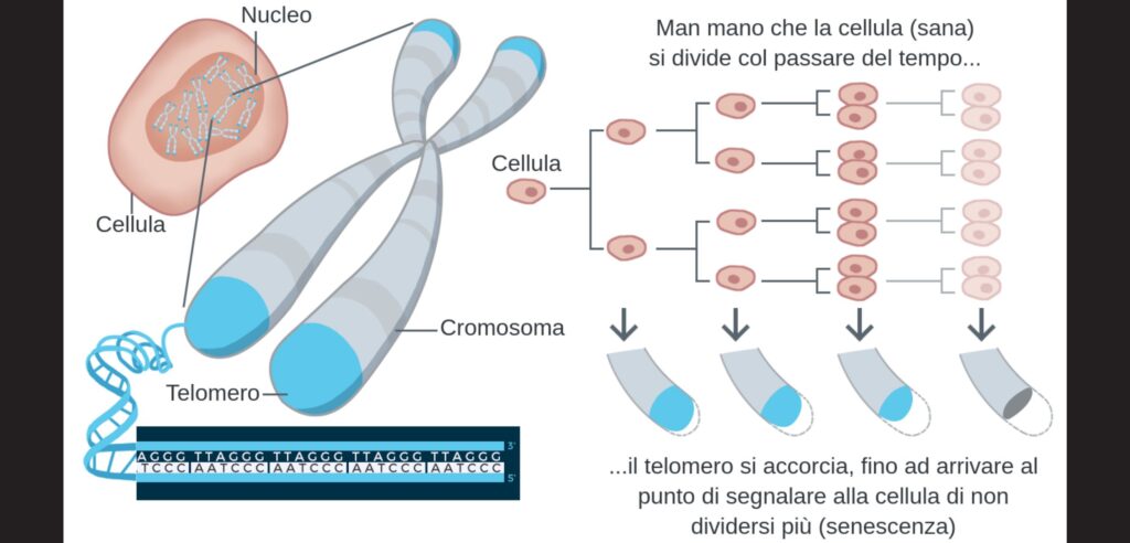 EPITHALON: la Fonte della Giovinezza